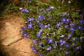 Enlarge photo 620