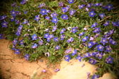 Enlarge photo 622
