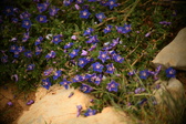 Enlarge photo 623