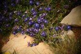 Enlarge photo 625