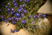 Enlarge photo 626
