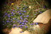 Enlarge photo 629