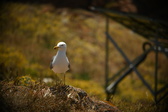 Enlarge photo 584