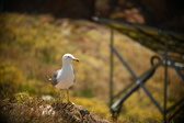 Enlarge photo 586