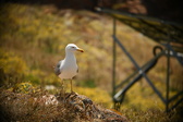 Enlarge photo 587