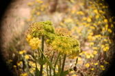 Enlarge photo 590