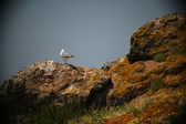 Enlarge photo 617