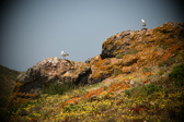 Enlarge photo 618