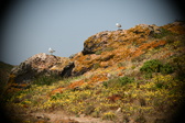 Enlarge photo 619