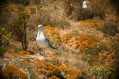 Enlarge photo 673