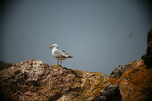 Enlarge photo 675
