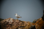 Enlarge photo 676