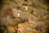 Enlarge photo 679