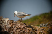 Enlarge photo 689