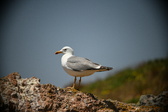 Enlarge photo 690