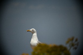 Enlarge photo 695