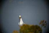 Enlarge photo 696