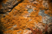 Enlarge photo 375