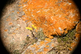 Enlarge photo 378