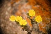 Enlarge photo 381