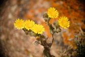 Enlarge photo 383