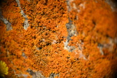 Enlarge photo 385