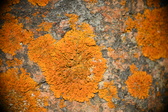 Enlarge photo 390