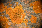 Enlarge photo 391