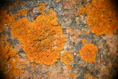Enlarge photo 393