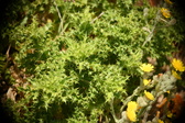 Enlarge photo 395