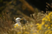 Enlarge photo 481