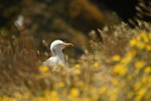 Enlarge photo 482