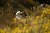 Enlarge photo 483