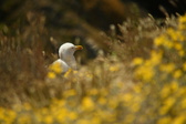 Enlarge photo 484
