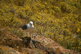 Enlarge photo 485