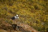 Enlarge photo 486