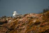 Enlarge photo 488
