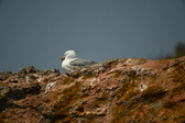 Enlarge photo 490