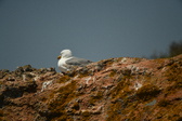 Enlarge photo 491