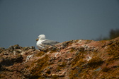 Enlarge photo 492