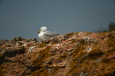 Enlarge photo 493