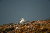 Enlarge photo 494