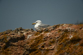 Enlarge photo 495