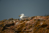 Enlarge photo 496