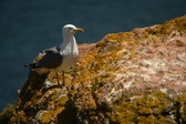 Enlarge photo 506