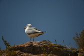 Enlarge photo 513