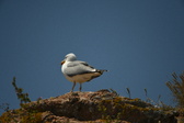 Enlarge photo 514