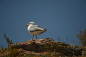 Enlarge photo 515