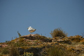 Enlarge photo 516