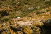Enlarge photo 520
